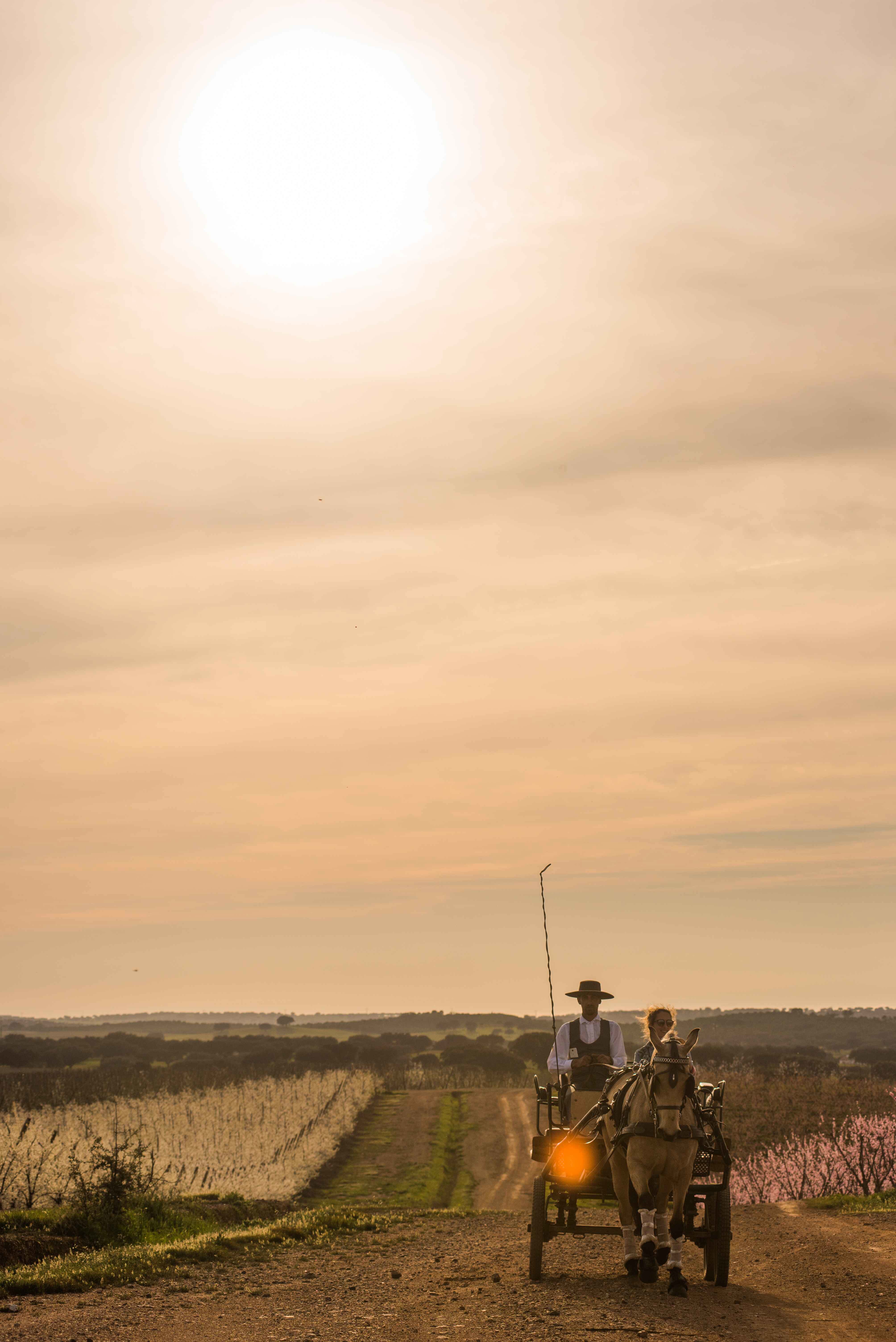 VG Alentejo Vineyards Atividades Charrete 6
