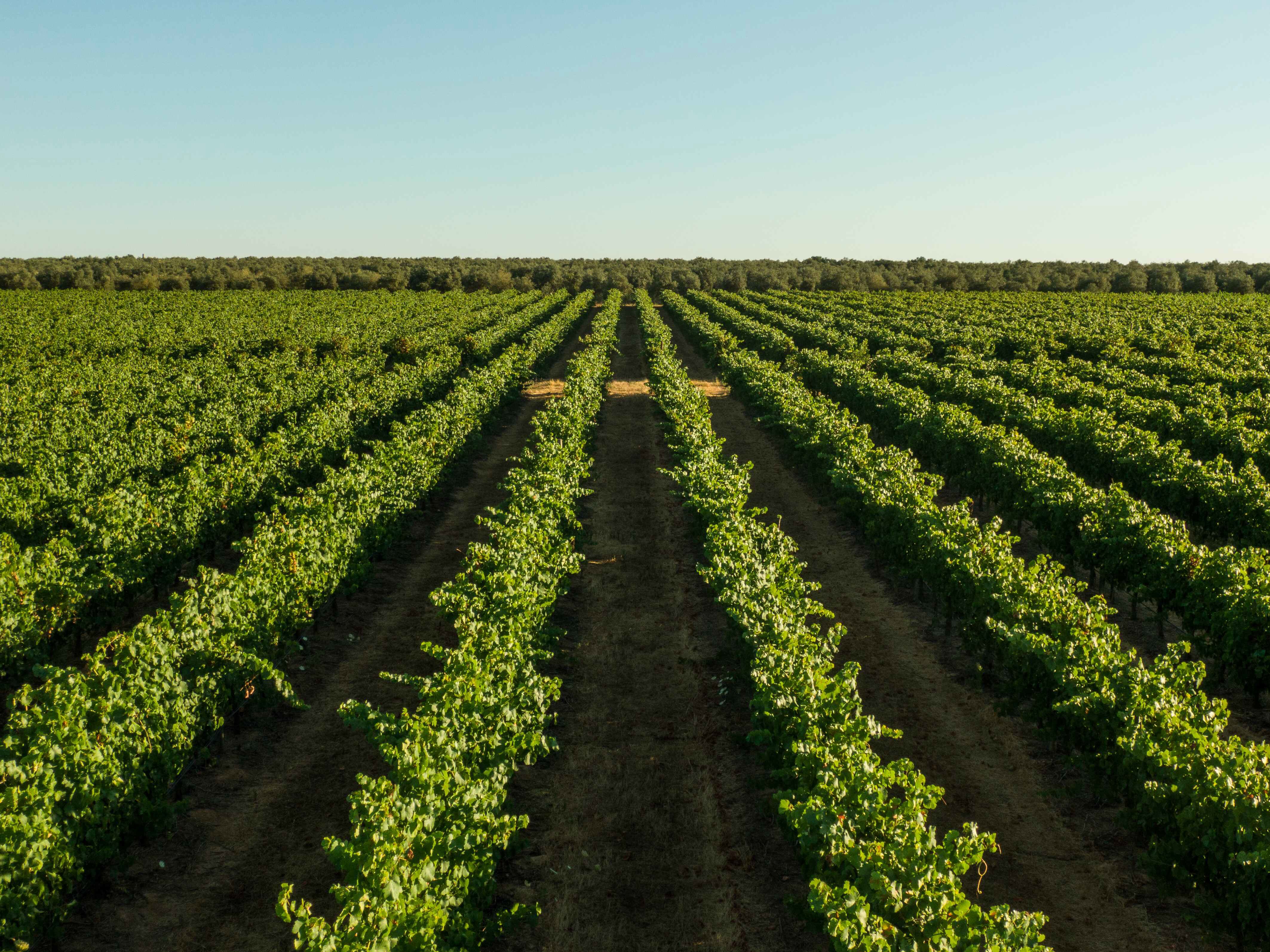 VG Alentejo Vineyards Atividades Vinhas 1